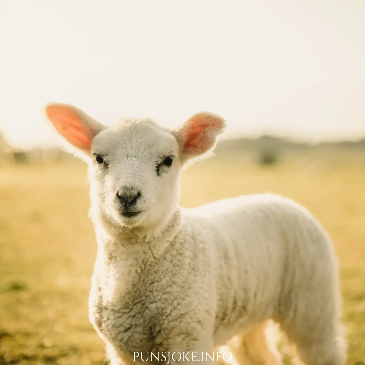 the-best-lamb-tastic-jokes-to-make-you-bleat-with-laughter