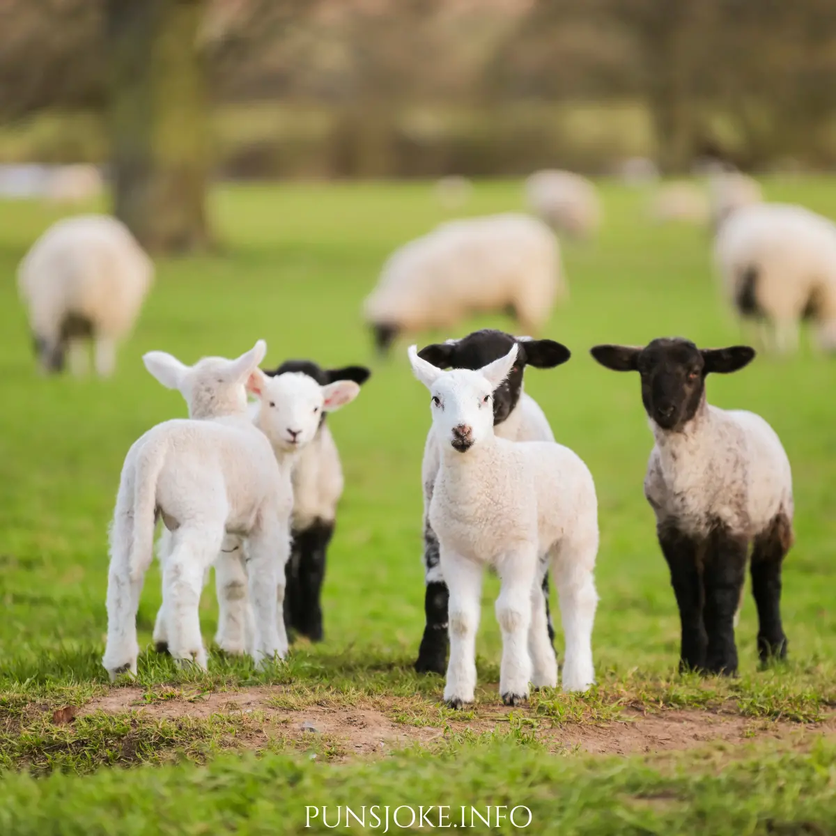 classic-lamb-jokes