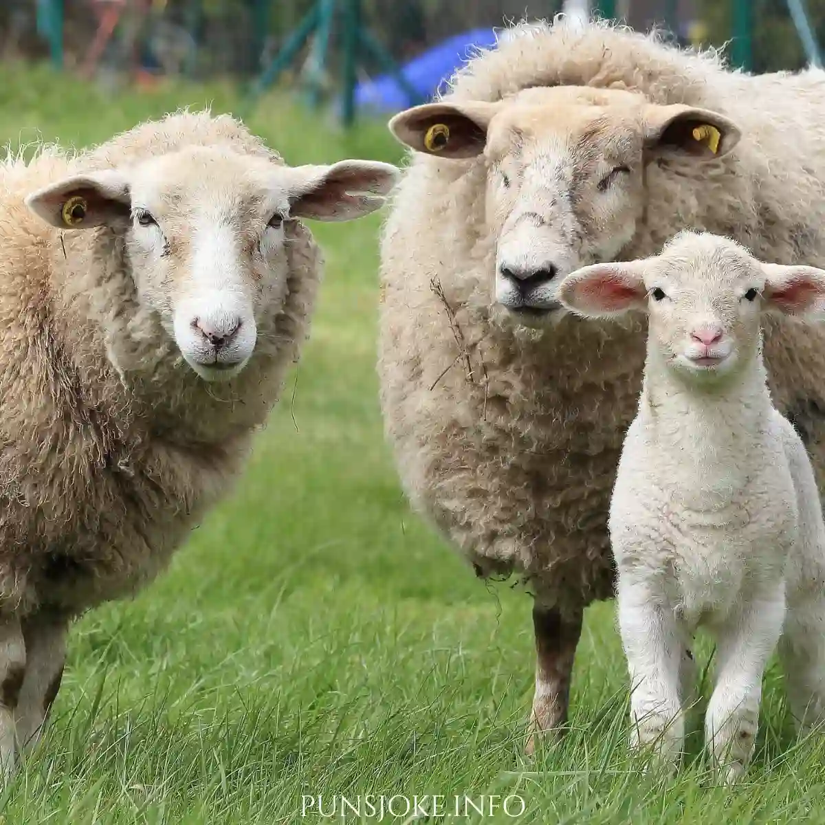 one-liner-lamb-puns