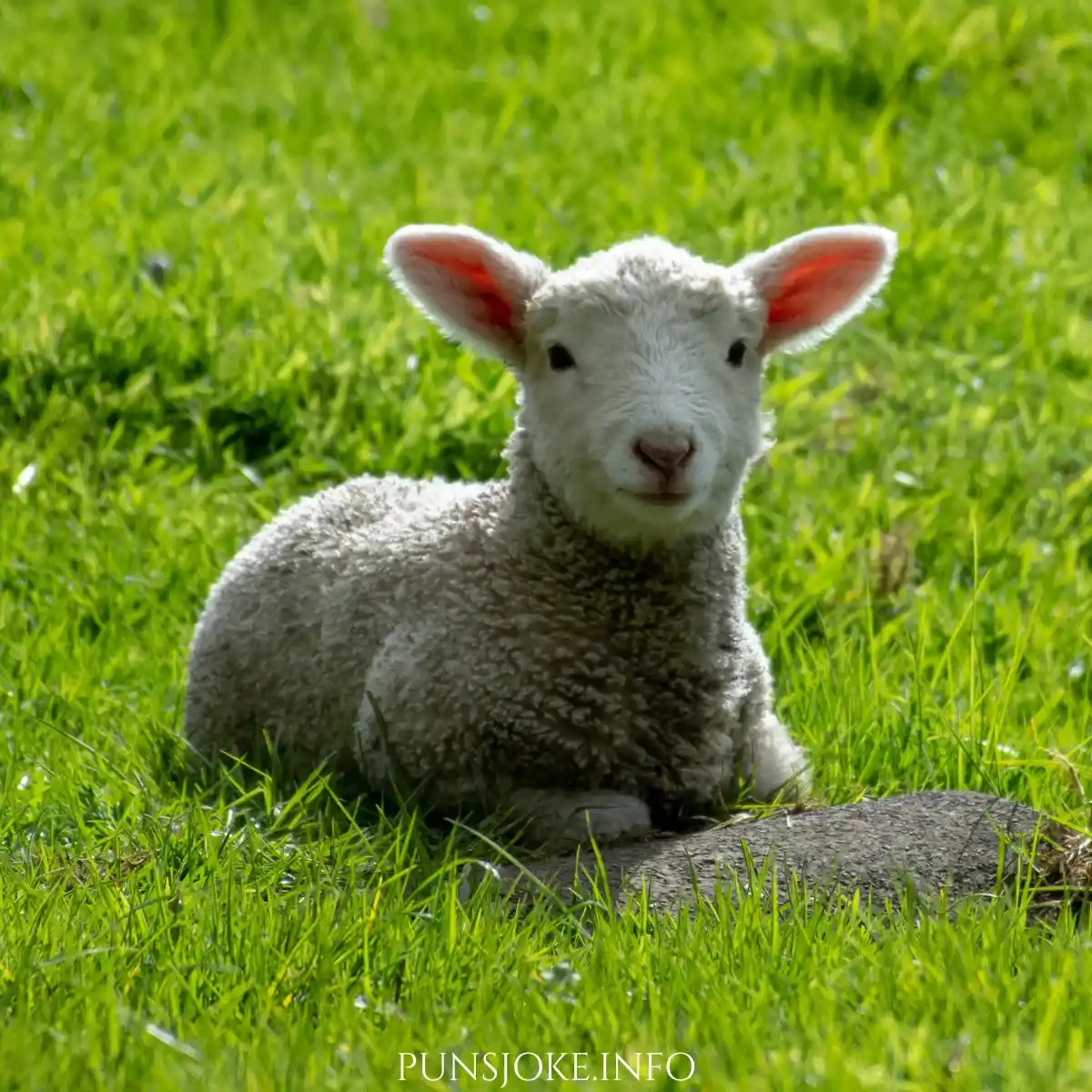 seasonal-lamb-humor