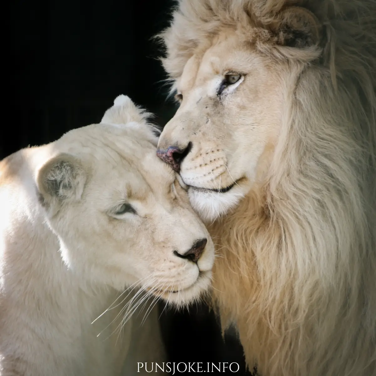 lion-puns-love