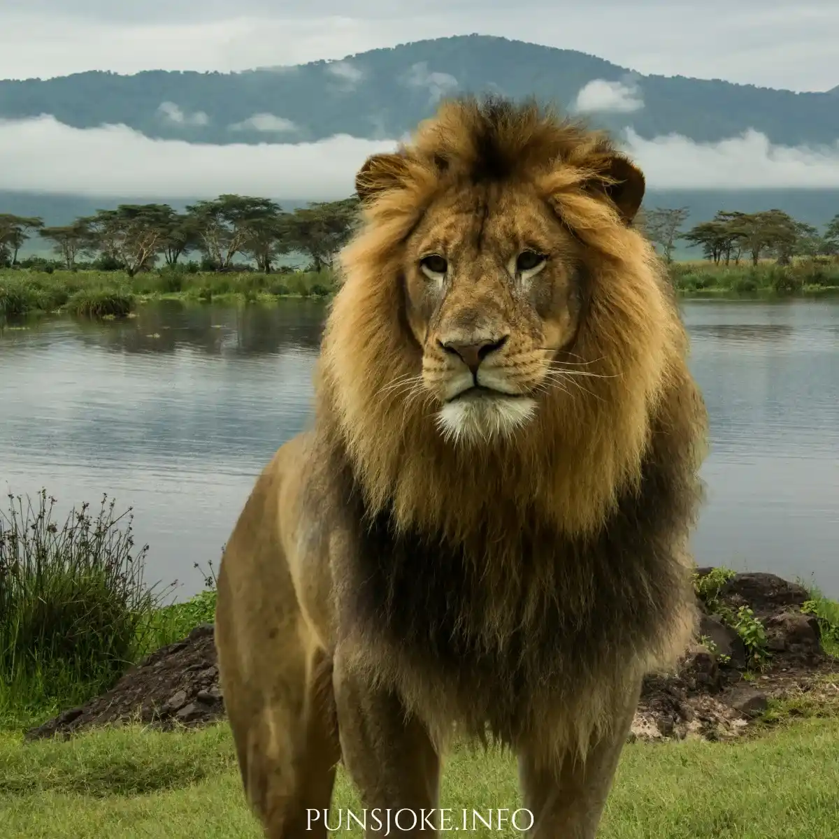 short-lion-puns