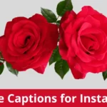 rose-captions-for-instagram