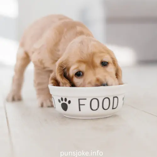 Can-Dogs-Have-Avocado