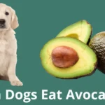 Can Dogs Eat Avocado? Can Dogs Eat Avocado