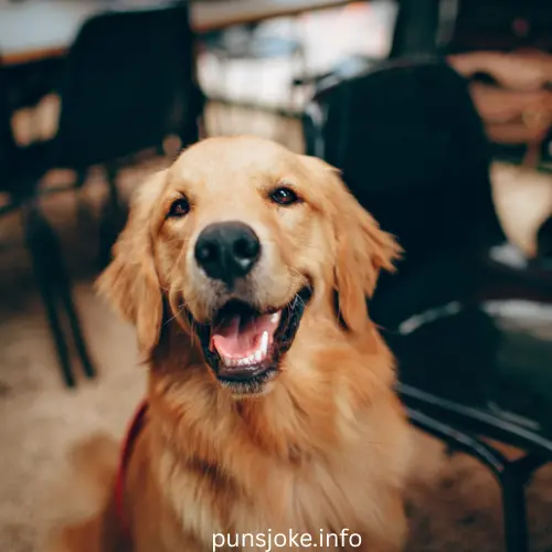 Keeping Avocado Away From Dogs